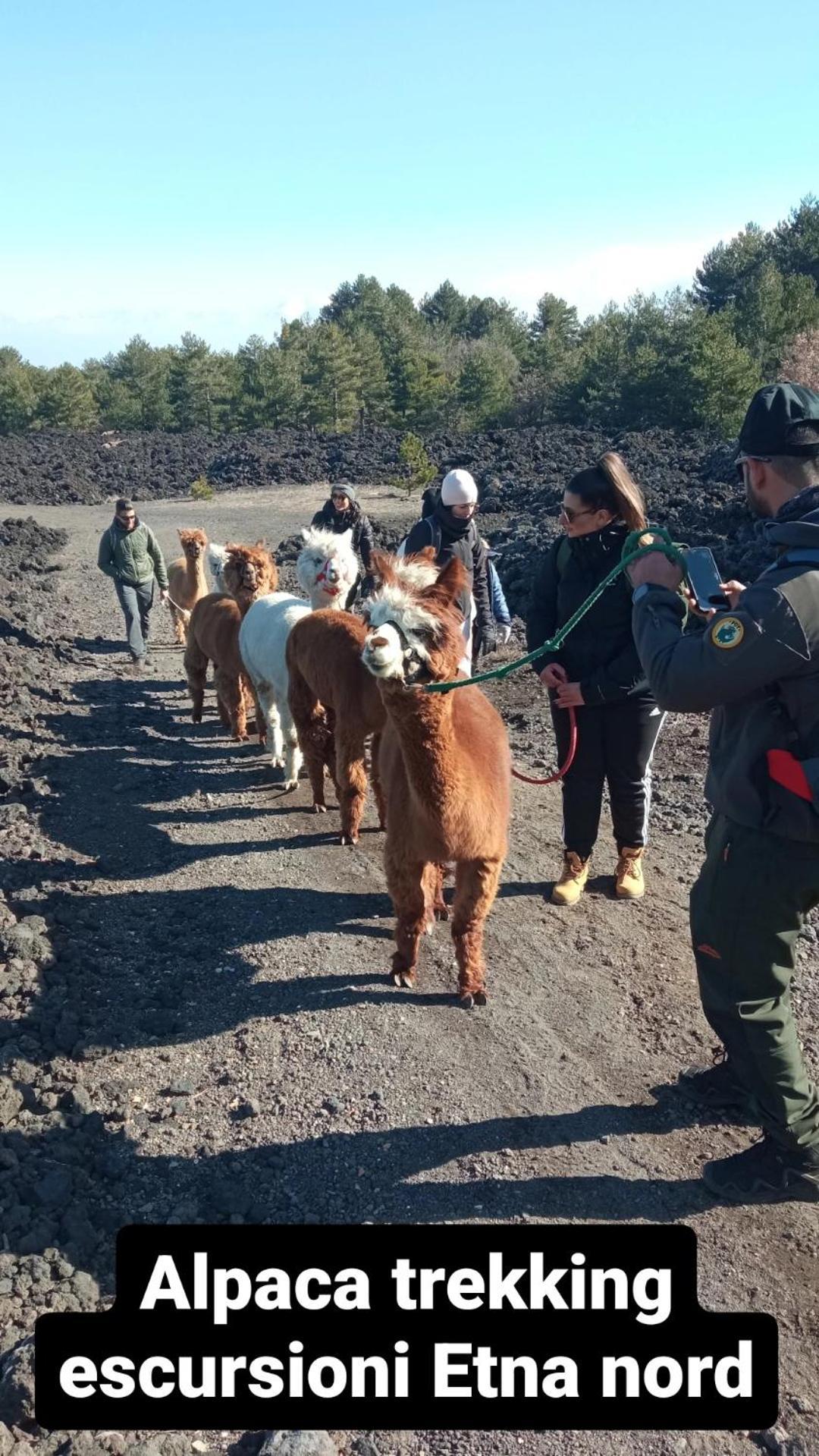 Alpaca Etna Rooms Da Mariagiovanna Лінґуаґлосса Екстер'єр фото