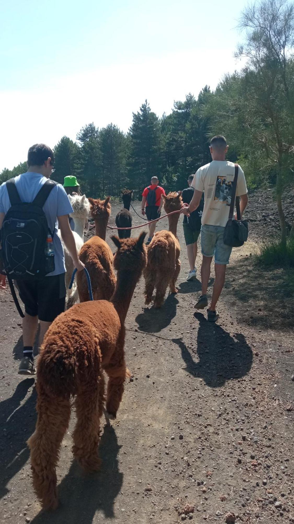 Alpaca Etna Rooms Da Mariagiovanna Лінґуаґлосса Екстер'єр фото