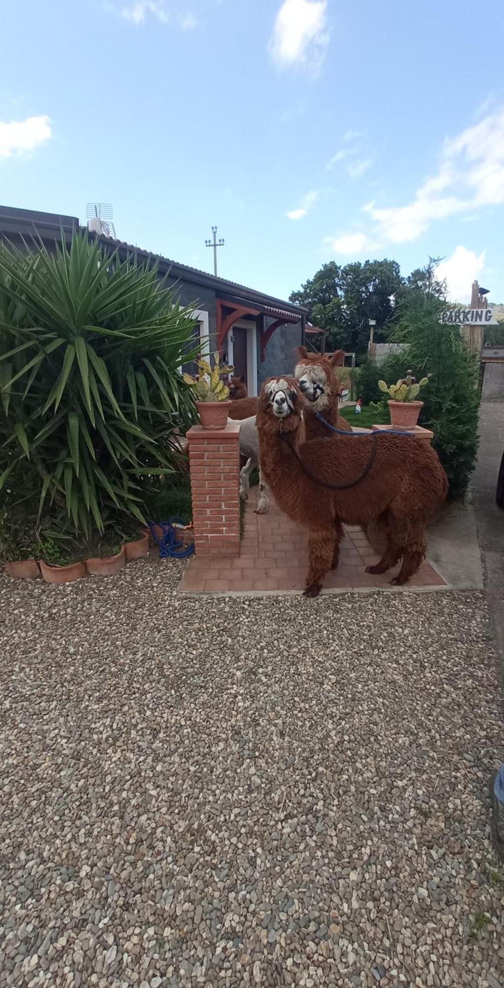 Alpaca Etna Rooms Da Mariagiovanna Лінґуаґлосса Екстер'єр фото