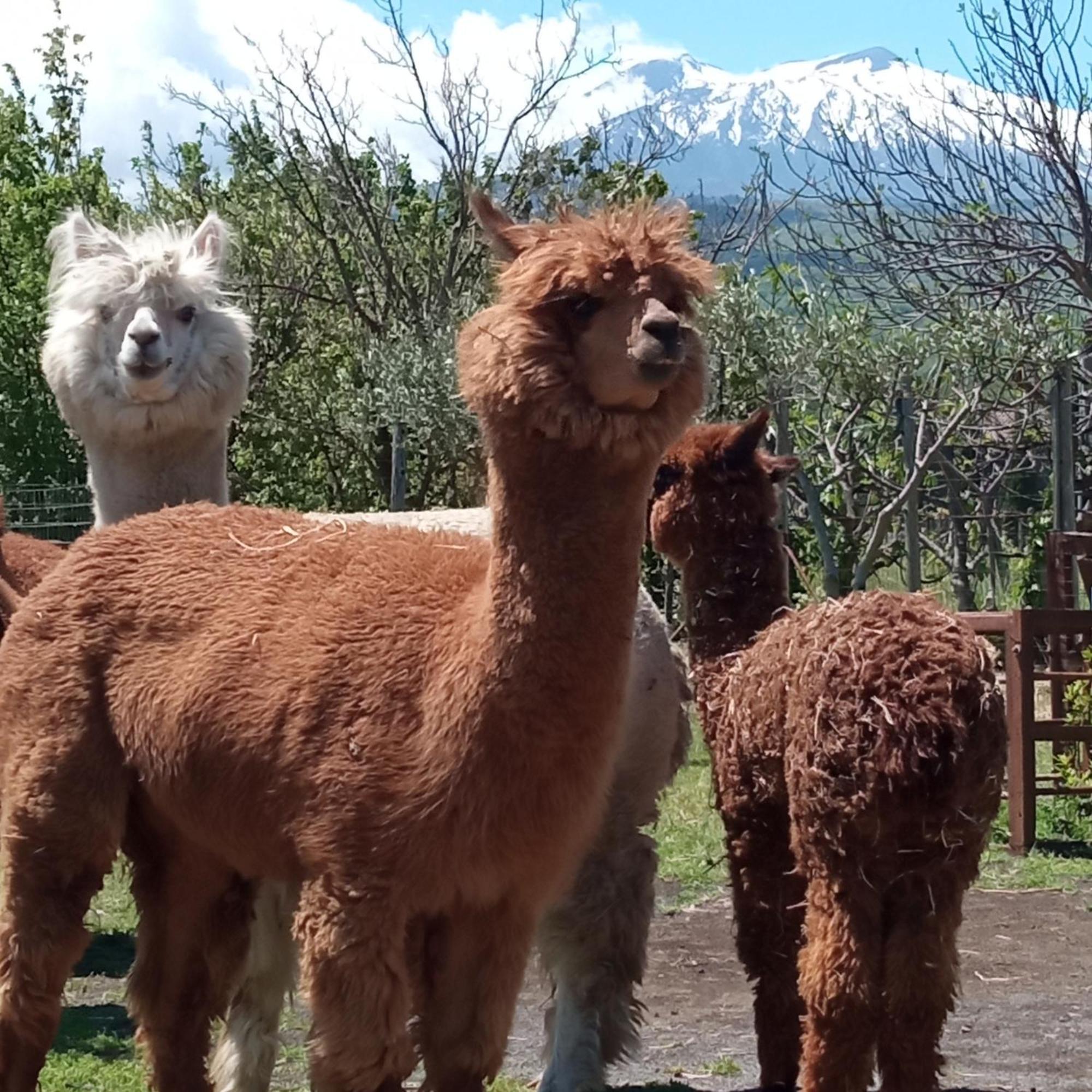 Alpaca Etna Rooms Da Mariagiovanna Лінґуаґлосса Екстер'єр фото