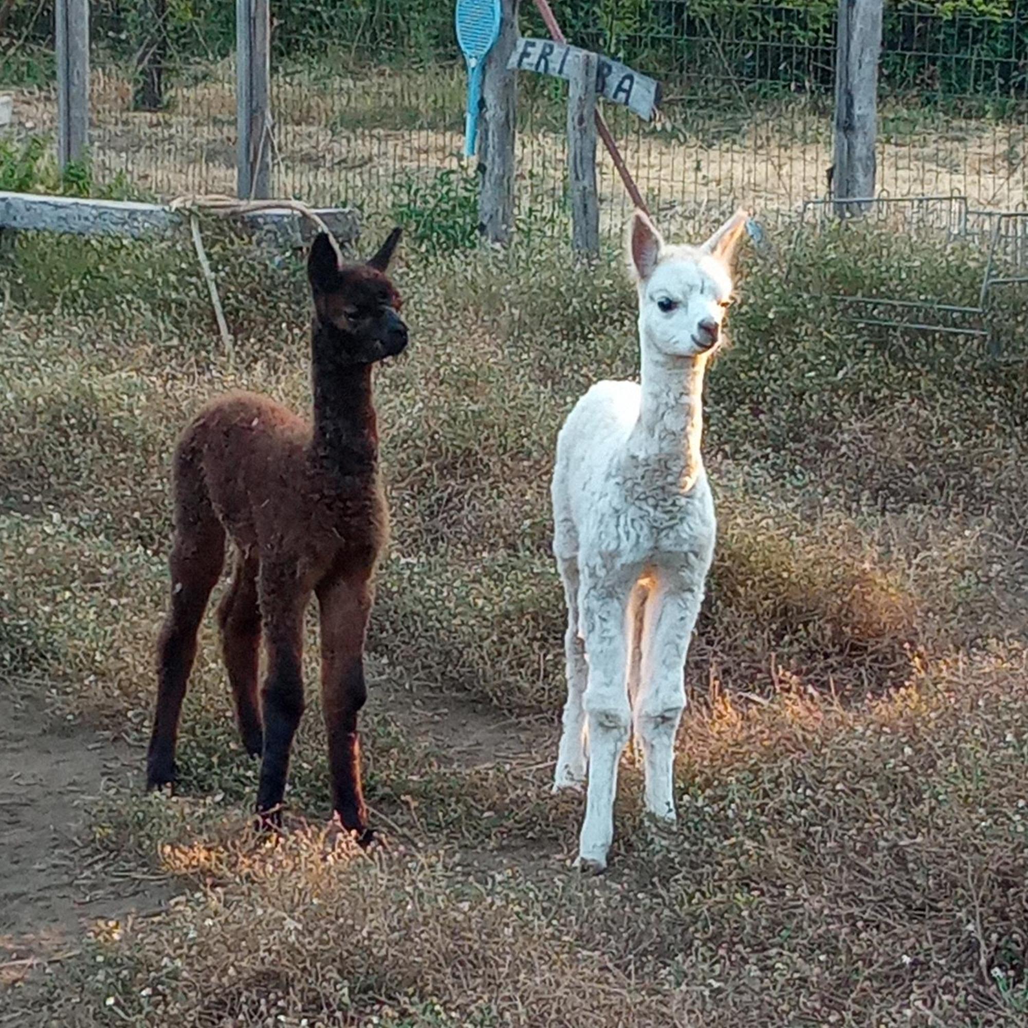 Alpaca Etna Rooms Da Mariagiovanna Лінґуаґлосса Екстер'єр фото